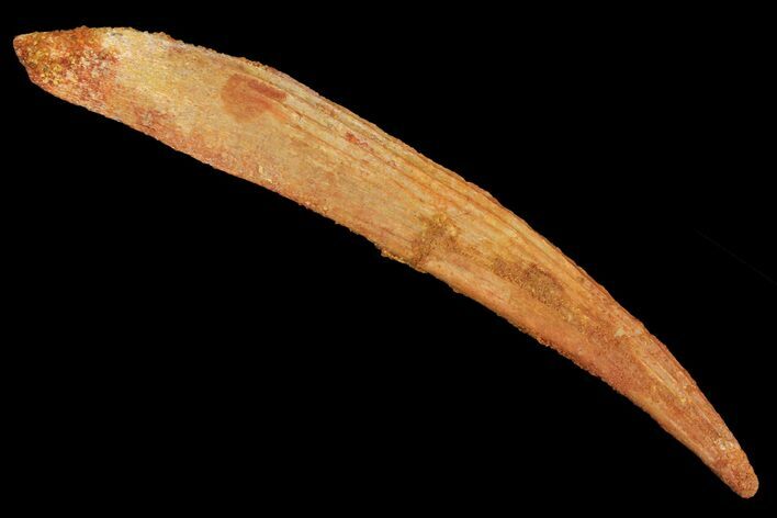 Fossil Shark (Hybodus) Dorsal Spine - Morocco #49544